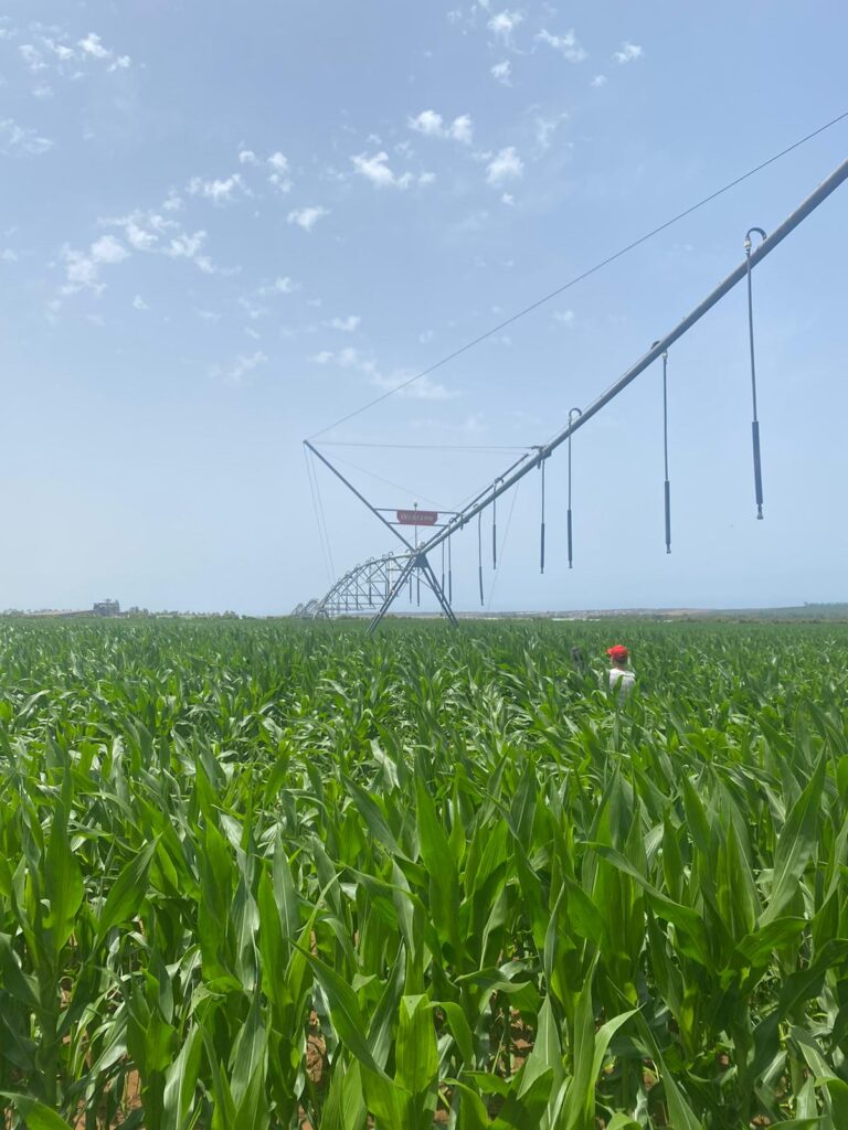 pivot 5